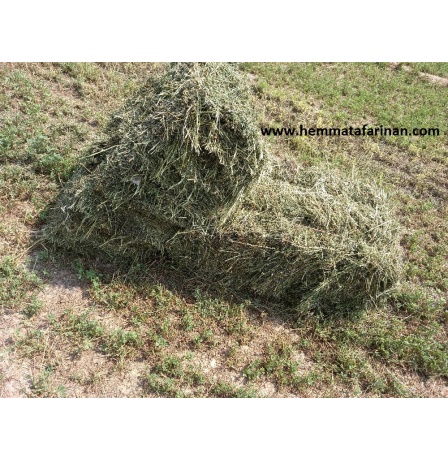 علوفه یونجه